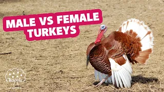 How to tell a female turkey from a male turkey with Chapple Farms