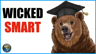 The Incredible Intelligence of Bears