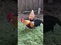 Lagu Chickens love to scratch and dig holes