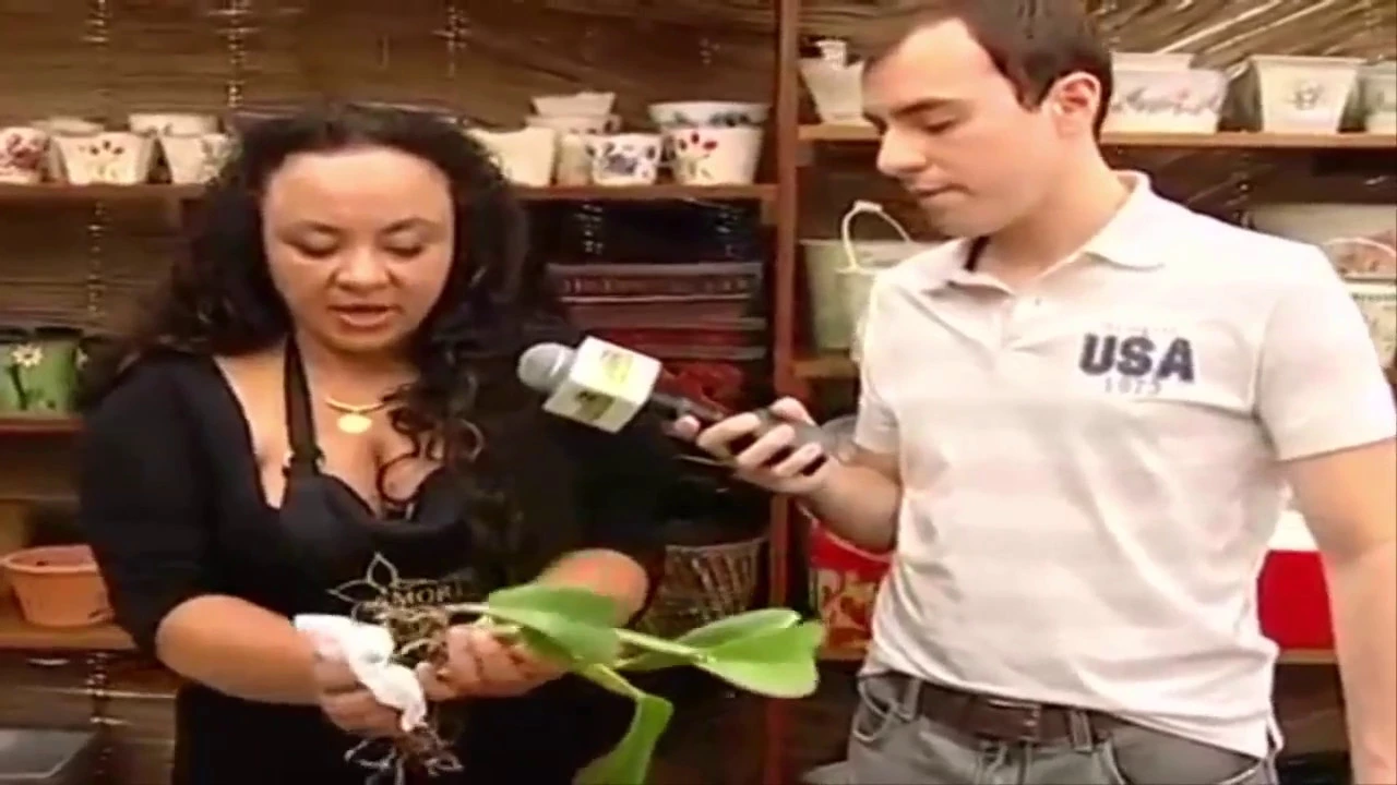 REPLANTE DE ORQUÍDEAS PASSO A PASSO COMO REPLANTAR ORQUÍDEAS NA PRÁTICA