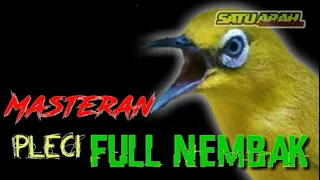 masteran pleci nembak jeda rapat