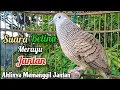 Download Lagu Suara Betina Merayu - Perkutut Betina Memanggil Jantan || The female turtle dove calls the male