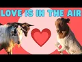 Signs That Your Goat May Be In Heat Breeding Goats for Meat and Milk