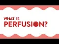 What Is Perfusion