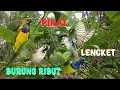 Lagu suara pikat burung gereja dan sogon terbaru