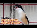 Download Lagu Cendet Gacor Toet Toet Suara Jernih Ampuh Mudah Di Tiru Cendet Manapun Yang Mendengarnya