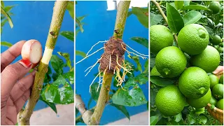 Lemon Tree Propagation by Air Layering – 100% Success Method!