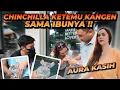 Download Lagu AURA KASIH KETEMU CHINCHILLA NYA YANG DIRAWAT ALSHAD AHMAD !! BINATANG TERLUCU DAN TERGEMAS !!
