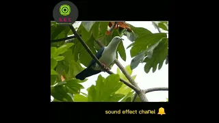 Download suara mp3 pikat burung PERGAM (Kum-kum) paling ampuuuuuh MP3