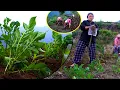 Download Lagu Helping each other is our Culture II Jina helping Sister to work in Potato farm@Manjitamrnati