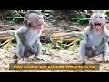 Download Lagu The mother put the baby monkey on the ground, and the baby monkey was painfully bitten by ants