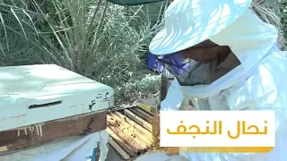 مملكة علي مردان في النجف كيف تعلم تربية النحل 