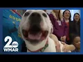 Baltimore County waives fees at shelter adopt a dog for free