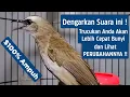 Download Lagu SUARA TRUCUKAN GACOR Ropel Ngalas Buat PANCINGAN TRUCUKAN Agar Bunyi Jadikan Burung Trucuk Gacor
