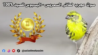 صوت مجرب لطائر السمريس البسبوس للصيد 