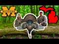 MICHIGAN Spring Turkey Hunt - 2 GOBBLERS Down