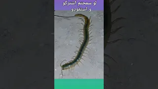 شاهدوا ام أربعة وأربعين دندنها