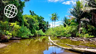 Exploring Costa Rica: A Journey Through Jungles, Beaches & Volcanoes  [Amazing Places 4K]