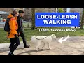 Download Lagu Train ANY Dog to Walk on a Loose Leash (Stop Leash Pulling)