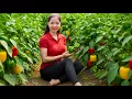 Download Lagu Harvesting 1000+Kg Green Chili To Sell At Market,Making Chili Pickled in Fish Sauce Crunchy \u0026 Spicy