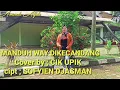 Download Lagu Lagu Lampung - MANDUH WAY DIKECANDANG - Cipt ;Sofyien Djasman