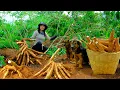 Download Lagu Harvest Cassava To Sell At The Market, Cook, Garden, Raise Animals