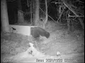 Fisher trapping in Maine