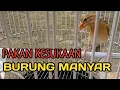 Download Lagu PAKAN KESUKAAN BURUNG MANYAR
