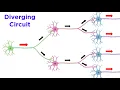 Neuronal Pools and Neural Processing