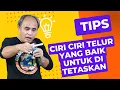 Lagu Ciri Ciri telur Yang Baik Untuk Di Tetaskan