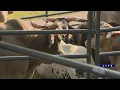 Download Lagu Weekend Break: Sonny Acre Farms Pro Rodeo - WGN Weekend Morning News at 7
