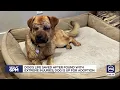 Dog s saved after found with extreme injuries dog is up for adoption