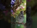 Burung Blackthroat Gacor cocok untuk masteran burung lain #birdsinging #birds #singingbirds