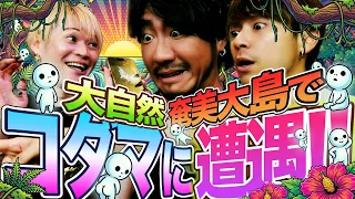 木霊につつかれ、現地民と間違えられたカメコと奄美大島旅行記 #510