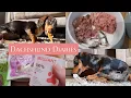 RAW FOOD DIET What is it like Is it easy Plus other treats we feed our dapple dachshunds