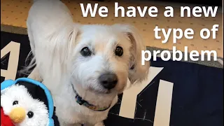 NOT Sailing Northern Ireland – Panels – Storms – DOG problems – Ep. 390