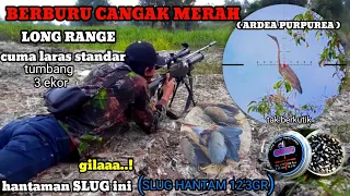 Download Berburu cangak merah tumbang jarak jauh joss..👍 MP3