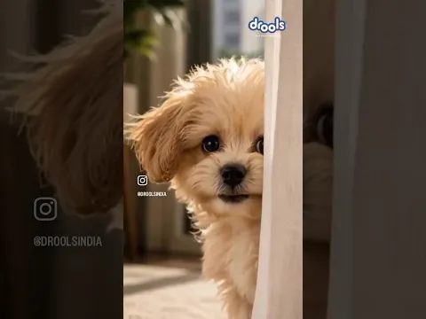 Naahhh... who else knows this feeling  during bath #shorts #pets #dog #trending