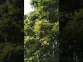 Download Lagu Ternyta ada pohon sawo di Taiwan #healing #garden