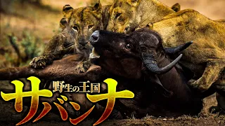 弱肉強食のサバンナにはどんな動物たちが生きているのか？