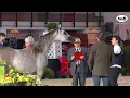 Download Lagu N 15 ELAFAAH MCA   Italian Nationals 2022   Yearling Fillies Class 1B