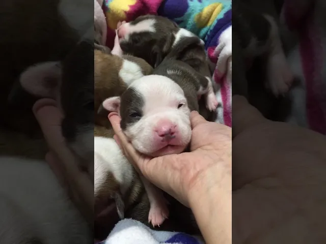 動画