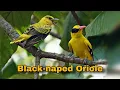Download Lagu Black-naped Oriole (Burung Kepondang Emas) | Birding In Singapore