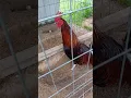 Oakridge Game Farm