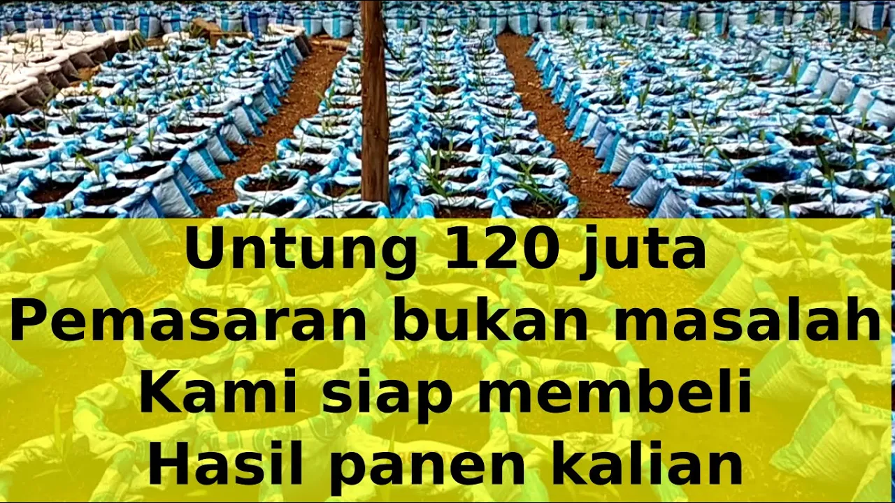 Pedagang Emas Kaki Lima