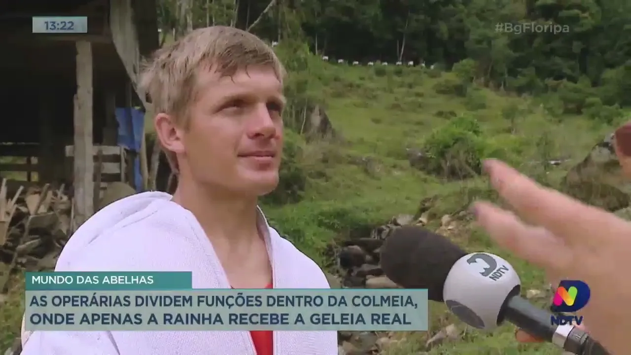 Abelhas: as operárias dividem funções dentro da colmeia, onde apenas a rainha recebe a geleia real