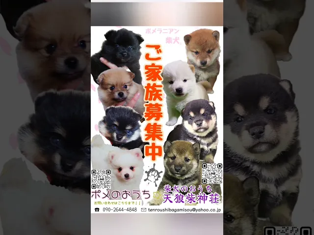 動画