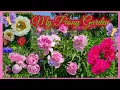 Download Lagu Colorfull of my Peony Garden 2023