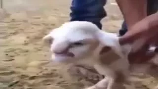 عاجل ولادة حمل بوجه يشبه الرجل العجوز الغاضب أصبح حديث العالم 