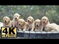 Cutest Dogs 4K Ultra Slideshow 2018